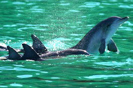 Sydney Weekend Adventures - Holiday Jervis Bay 1