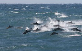 Tamboi Queen Cruises - Holiday Jervis Bay 0