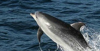 Tamboi Queen Cruises - Holiday Jervis Bay 2