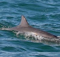 Byron Bay Dolphin Wildlife Tours - Holiday Jervis Bay