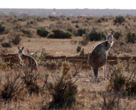 Silver City Tours - Holiday Jervis Bay 1