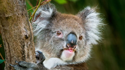 Brisbane Water National Park - Holiday Jervis Bay 2