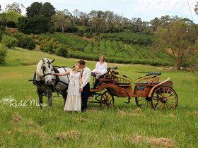 Classic Carriage Drives - Holiday Jervis Bay 2