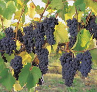 Hills Short Wine and Food Trail - Holiday Jervis Bay