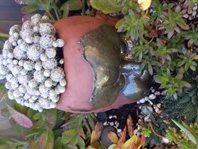 Cactus Creations - Holiday Jervis Bay 2