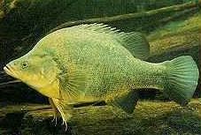 Charleville - Bakers Bend Warrego River Fishing Spot - Holiday Jervis Bay 2