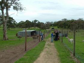 Avenue Emus - Holiday Jervis Bay 0
