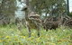 Avenue Emus - thumb 1