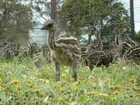Avenue Emus - Holiday Jervis Bay 1