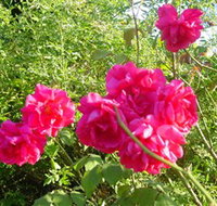 Bishop's Lodge Historic House and Heritage Rose Garden - Holiday Jervis Bay