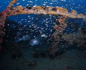Lady Bowen Dive Site - Holiday Jervis Bay 1