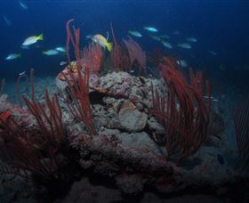 Lady Bowen Dive Site - Holiday Jervis Bay 3