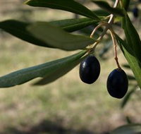 Red Rock Olives - Holiday Jervis Bay