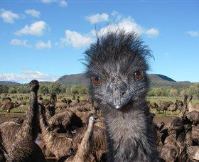 Emu Logic - Holiday Jervis Bay 1
