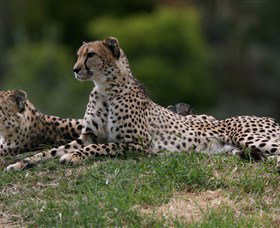 Taronga Western Plains Zoo, Dubbo - Holiday Jervis Bay 6