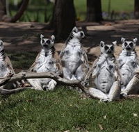 Savannah Visitor Plaza Taronga Western Plains Zoo Dubbo - Holiday Jervis Bay