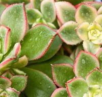 Billabong Garden Complex  Cafe - Holiday Jervis Bay