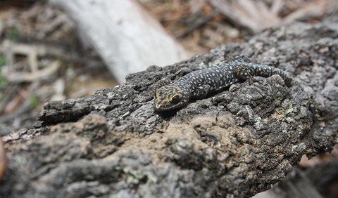 Wagun Picnic Area - Holiday Jervis Bay 1