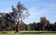 Corowa Golf Club - thumb 5