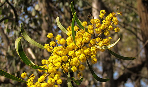 Conimbla National Park - Holiday Jervis Bay 2