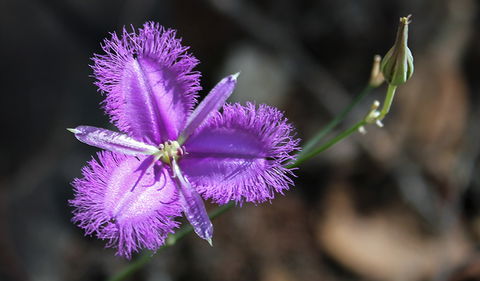 Conimbla National Park - Holiday Jervis Bay 3