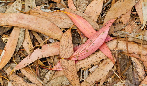 Green Camp - Holiday Jervis Bay 2