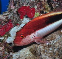 Snake Pit Dive Site - Holiday Jervis Bay