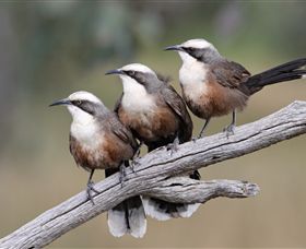 Winton Wetlands Reserve - Holiday Jervis Bay 1