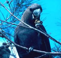 Mount Archer National Park - Holiday Jervis Bay