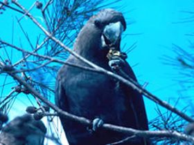 Mount Archer National Park - Holiday Jervis Bay 0