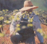 Canobolas Smith Winery - Holiday Jervis Bay