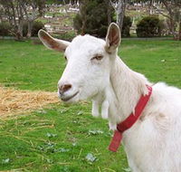 Dunkell Goats - Holiday Jervis Bay