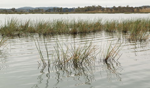 Lagoon Circuit Walking Track - Holiday Jervis Bay 3