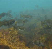 Bunurong Marine and Coastal Park - Holiday Jervis Bay