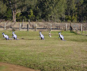 Wollombi Wines - Holiday Jervis Bay 5