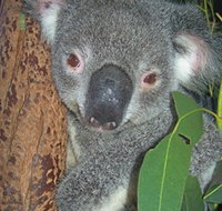 Hunter Valley Zoo - Holiday Jervis Bay