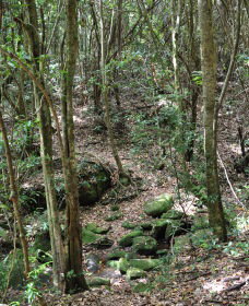 State Forests Of The Watagan Mountains - Holiday Jervis Bay 2