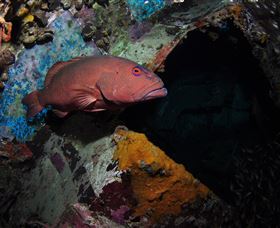 Severance Shipwreck Dive Site - Holiday Jervis Bay 1