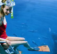 Roy Rufus Artificial Reef Dive Site - Holiday Jervis Bay