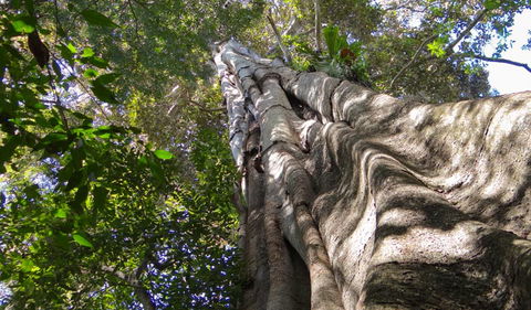 Moore Park Nature Reserve - Holiday Jervis Bay 1