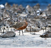 Cooloola Nature - Holiday Jervis Bay