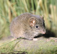 Munmorah State Conservation Area - Holiday Jervis Bay