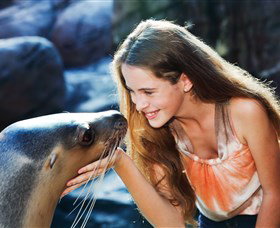 Sea Life Sunshine Coast - Holiday Jervis Bay 1