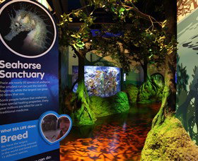 Sea Life Sunshine Coast - Holiday Jervis Bay 3