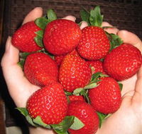 The Strawberry Farm - Holiday Jervis Bay