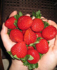 The Strawberry Farm - Holiday Jervis Bay 0