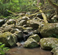 Booyong walking track - Holiday Jervis Bay