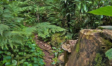 Red Cedar Loop - Holiday Jervis Bay 1