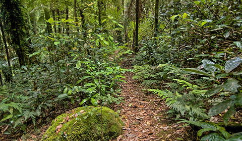 Red Cedar Loop - Holiday Jervis Bay 3