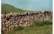 Historic Dry Stone Walls - thumb 0